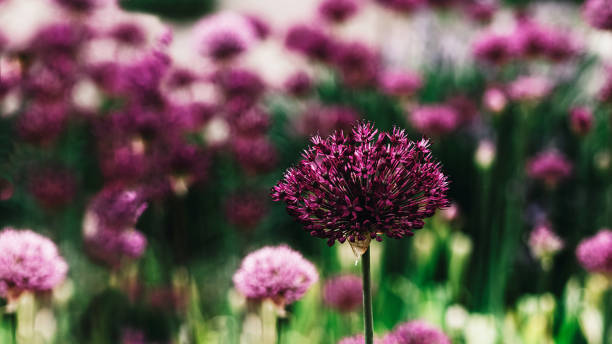 istock flowers in the summer 1124727476