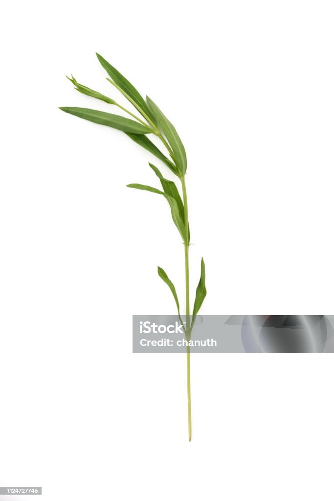 Tarragon herbs close up isolated on white background Arugula Stock Photo