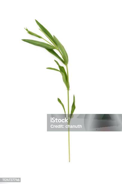 Tarragon Herbs Close Up Isolated On White Background Stock Photo - Download Image Now