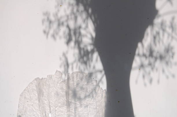 istock Shadows from a vase with dill and transparent plastic. 1124728227