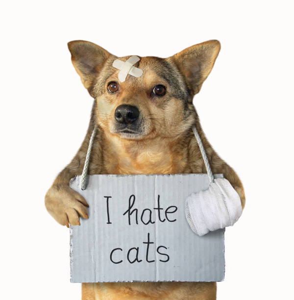 istock Dog hates the cats 3 1124728568