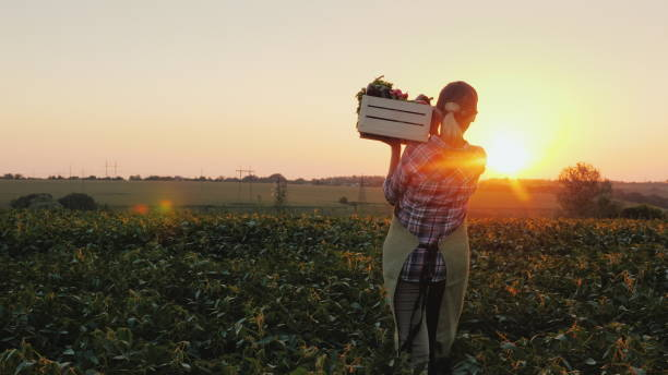 vista traseira: um agricultor feminino com uma caixa de legumes frescos caminha ao longo de seu campo. alimentação saudável e legumes frescos - farm farmer vegetable field - fotografias e filmes do acervo