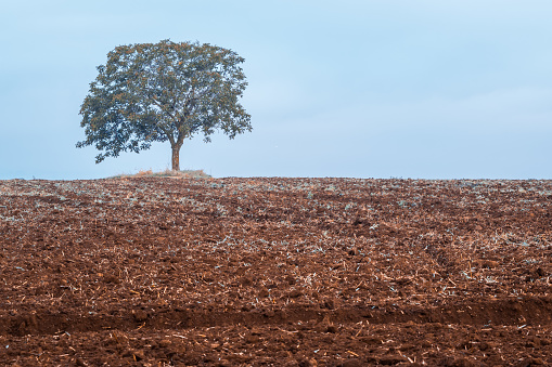 Un árbol solitario en un campo arado y seco photo