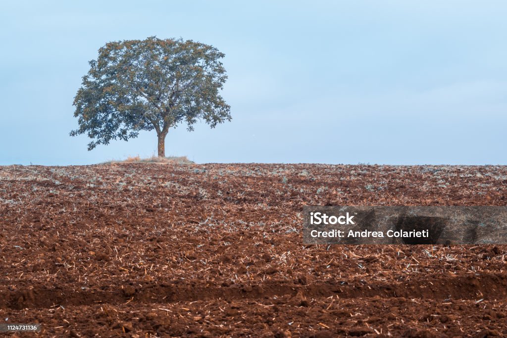A solitary tree in a plowed and dry field Agriculture Stock Photo