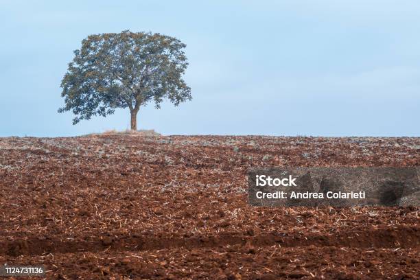 A Solitary Tree In A Plowed And Dry Field Stock Photo - Download Image Now - Agriculture, Arid Climate, Barren