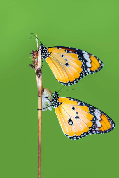 istock Closeup   beautiful butterflies sitting on flower 1124731446