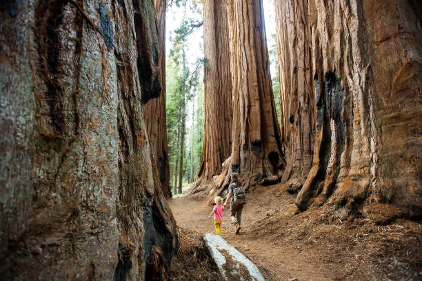 Famiglia con ragazzo visita il parco nazionale di Sequoia in California, USA - foto stock