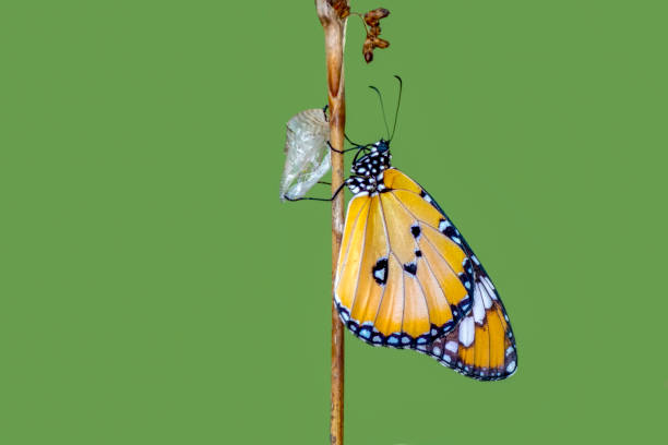 istock Amazing moment ,Monarch butterfly emerging from its chrysalis 1124732679