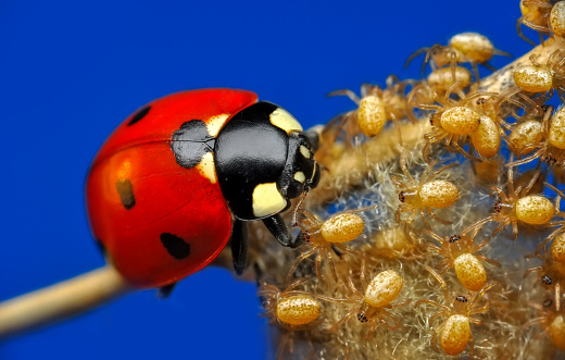 Ladybirds walking to their food