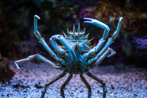 istock Standing crab in detail. 1124735320