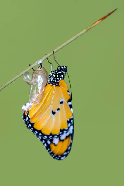istock Amazing moment ,Monarch butterfly emerging from its chrysalis 1124735475