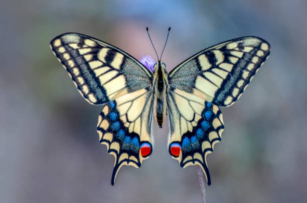 istock Beautiful butterfly sitting on flower 1124735982