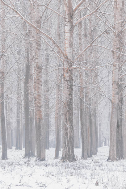 ポプラの木トランク自然な背景冬版 - tree tall poplar tree bark ストックフォトと画像