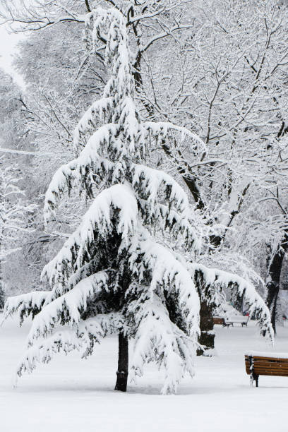 istock One fir tree under heavy snow in the park 1124736979