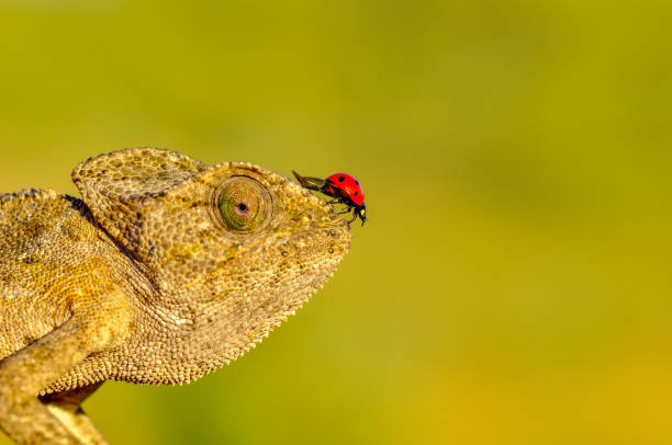 istock Beautiful green chameleon - Stock Image 1124737344
