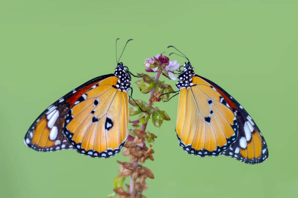 istock Beautiful butterfly sitting on flower 1124737811