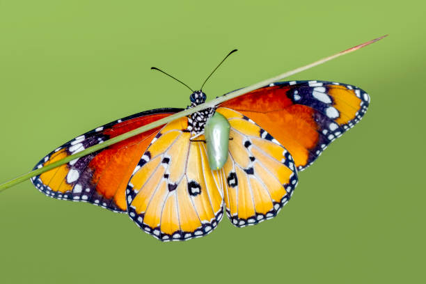istock Amazing moment ,Monarch butterfly emerging from its chrysalis 1124738159