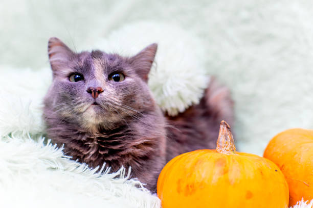 istock Halloween cat in a costume with pumpkins 1124738221