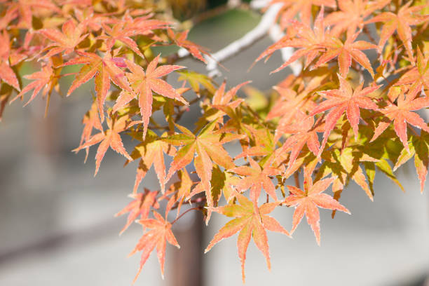istock Japanese maple leaves in autumn season 1124738253