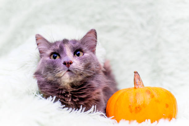 istock Halloween cat in a costume with pumpkins 1124738271