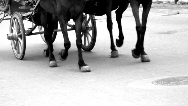 Legs of Horses in Slow Motion