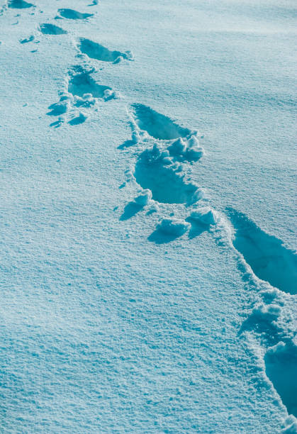 istock Feet traces in the deep snow, exploring concept, winter polar expedition. 1124739413