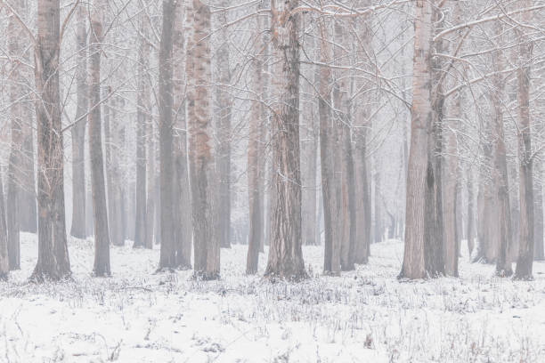 ポプラの木のトランク自然背景冬版 - tree tall poplar tree bark ストックフォトと画像