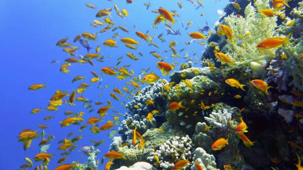 istock Beautiful and healthy tropical coral reef 1124739512