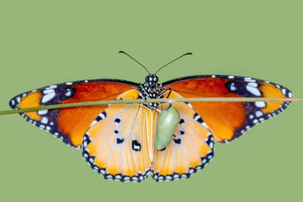 istock Amazing moment ,Monarch butterfly emerging from its chrysalis 1124739587
