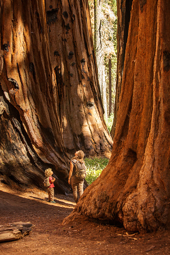 Familia con niño visitar Parque Nacional de Sequoia en California, Estados Unidos photo