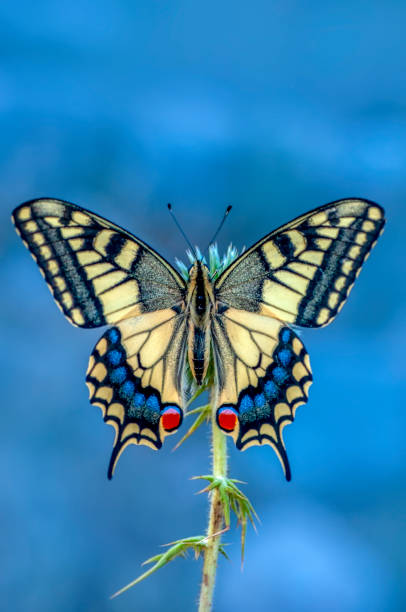 istock Beautiful butterfly sitting on flower 1124739866