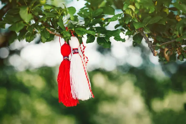 Photo of Bulgarian Martenitsa on a green tree. National Bulgarian Traditional holiday symbol.