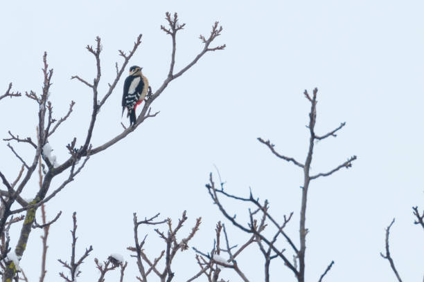 great spotted woodpecker on branch (dendrocopos major) - woodpecker major wildlife nature imagens e fotografias de stock