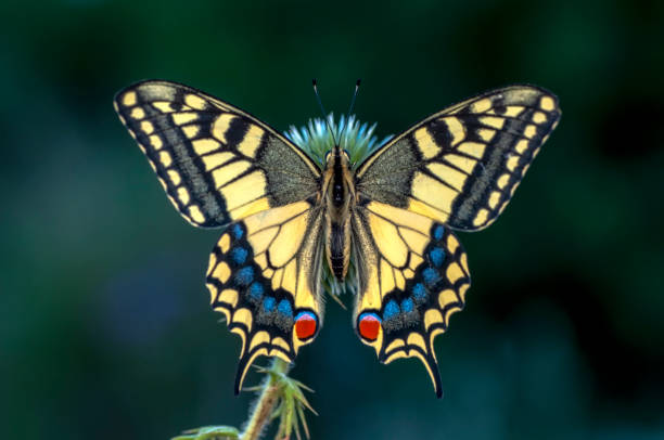 istock Beautiful butterfly sitting on flower 1124742019