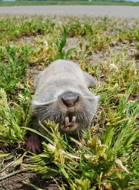 Common mole rat, underground rodent, agricultural underground pest