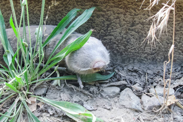 Common mole rat, underground rodent, agricultural underground pest