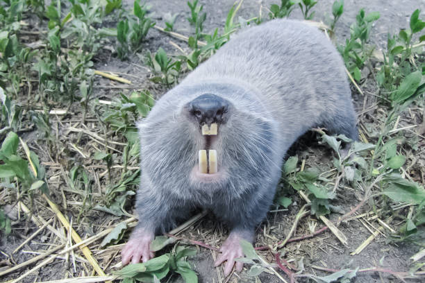 Common mole rat, underground rodent, agricultural underground pest