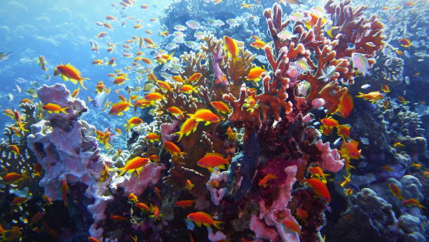 istock Beautiful and healthy tropical coral reef 1124742181
