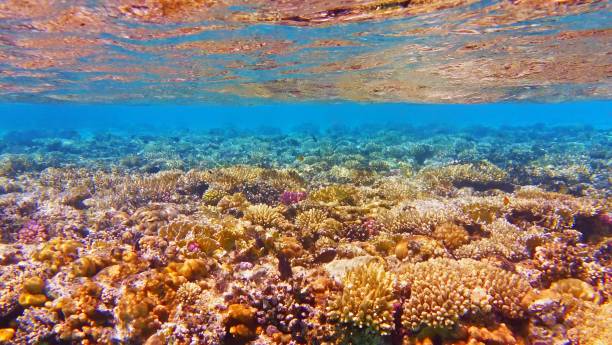 Beautiful and healthy tropical coral reef