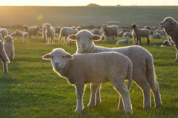 стадо овец и ягнят на закате поля - rural scene non urban scene domestic animals sheep стоковые фото и изображения