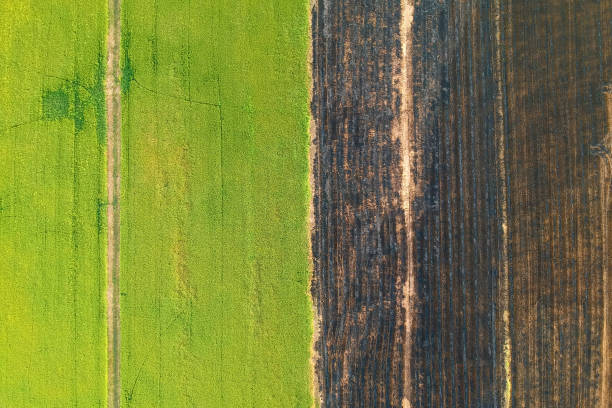 istock Aerial view, rice fields and rows of soil before plant at Thialand 1124742568