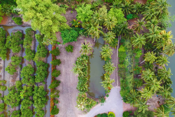 istock Little garden, Aerial view, Ratchaburi, Thailand 1124742865