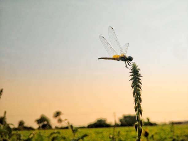 トンボ - wing dragonfly animal eye blue ストックフォトと画像