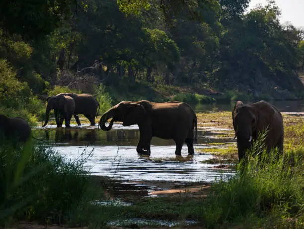 Elephant herd at river, Kruger national park