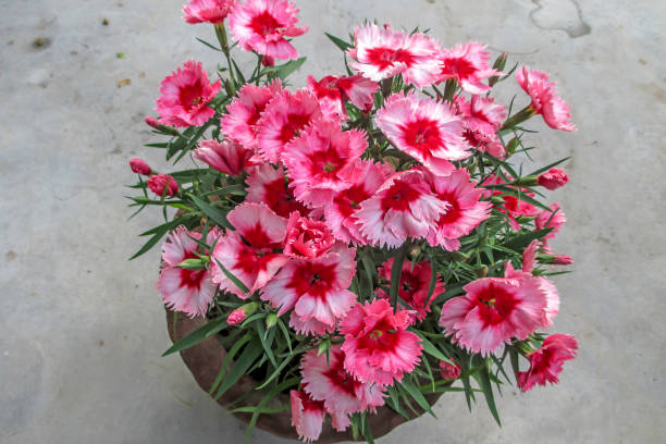 Beautiful Sweet William Dianthus Flowers In A Clay Pot. Beautiful Sweet William Dianthus Flowers In A Clay Pot With Selective Focus. dianthus barbatus stock pictures, royalty-free photos & images