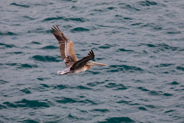 istock Brown Pelican Bird in flight over the ocean. 1124745141