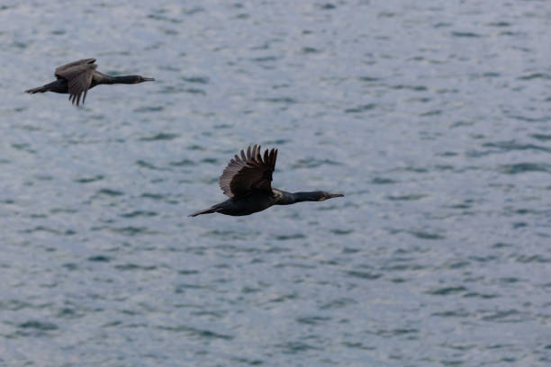 Cormorant Birds flying over the Pacific Ocean La Jolla Beach, San Diego, California.