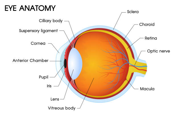 illustrations, cliparts, dessins animés et icônes de illustrateur d’une anatomie de le œil humain. - choroid
