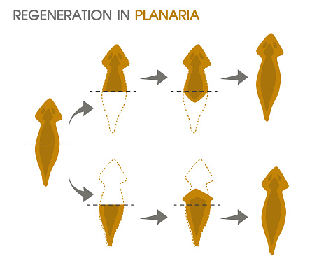 Regeneration in Planaria.