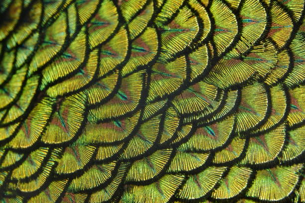 istock abstract colorful shiny bird feather 1124749097